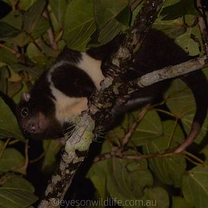 Herbert River Ringtail Possum (Pseudochirulus herbertensis)