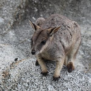 Mareeba Rock-wallaby (Petrogale mareeba)