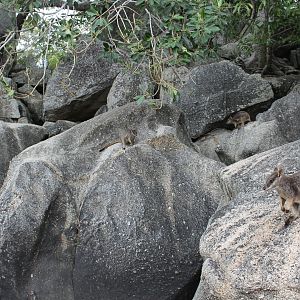 Mareeba Rock-wallabies (Petrogale mareeba)