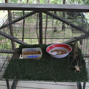 Bearded & Water Dragon enclosure