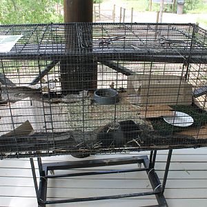 Eastern Blue-tongue Lizard & Guinea Pig enclosure
