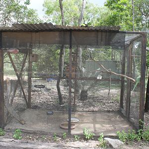 Galah & Alexandrine Parrot aviary