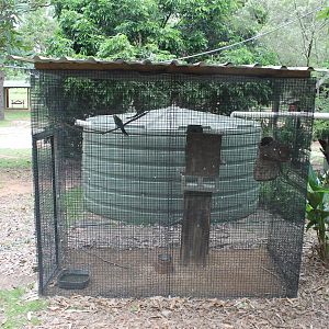 Pale-headed Rosella aviary