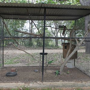 Alexandrine & Princess Parrot aviary
