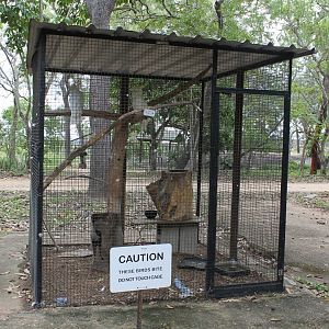 Sulphur-crested Cockatoo aviary