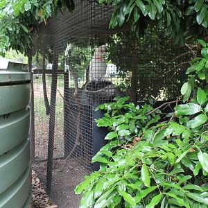 Long-billed Corella aviary
