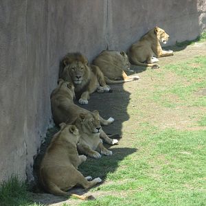 african lions