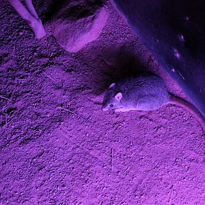 Northern Bettong (Bettongia tropica)