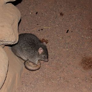 Northern Bettong (Bettongia tropica)