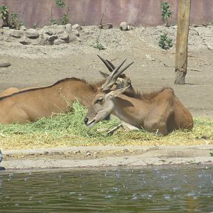 eland