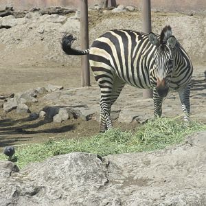 grant´s zebra