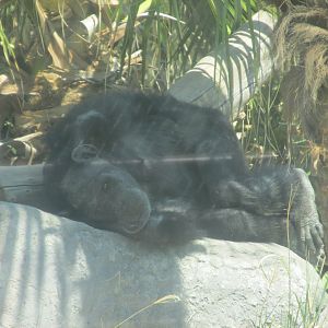 elder male chimpanzee