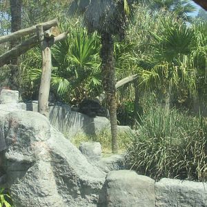 chimpanzee exhibit