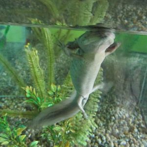 lake xochimilco axolotl