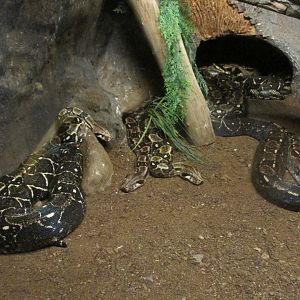 mexican boa constrictors