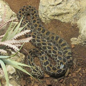 Mexican lance headed rattlesnake