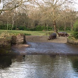 Common Hippo Exhibit
