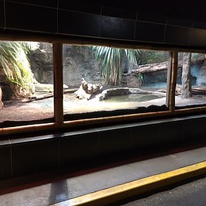 Komodo Dragon Exhibit