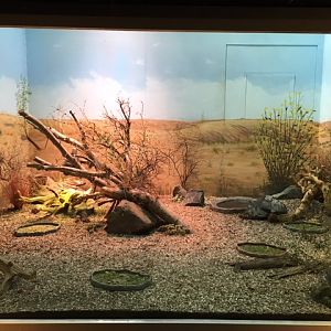 Lizard/Tortoise Exhibit (New in 2017) - 4 Species
