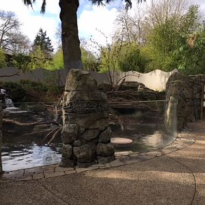 Asian Small-Clawed Otter Exhibit