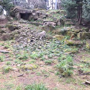 Snow Leopard Exhibit