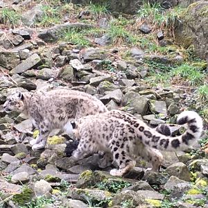Snow Leopards (mother and cub)