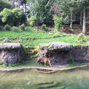 Asian Forest Sanctuary - Sumatran Tiger Exhibit
