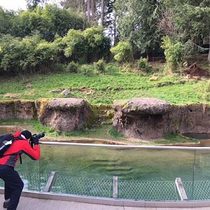 ZooChatter + Sumatran Tiger Exhibit