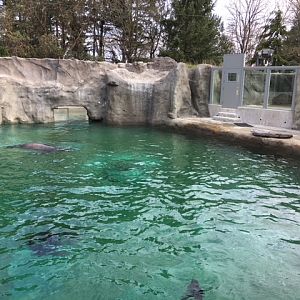 Rocky Shores - California Sea Lion/Harbour Seal Exhibit