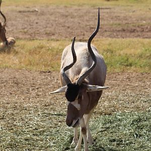 Addax