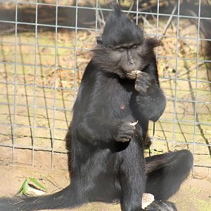 Black-Crested Mangabey