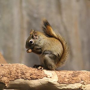 American Red Squirrel