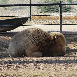 White American Bison