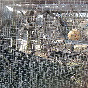 Dyreparken NBV - Marmoset exhibit