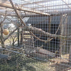 Dyreparken NBV - Marmoset exhibit