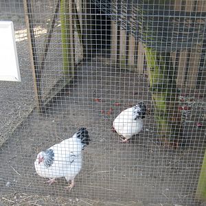Dyreparken NBV - Chicken aviary