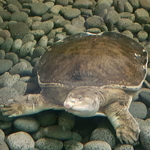 Softshell-species