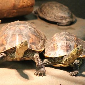 Ocadia sinensis - I think