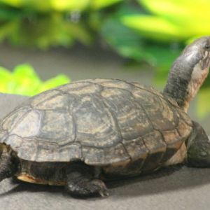 Turtle ID