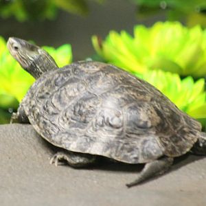 Turtle ID