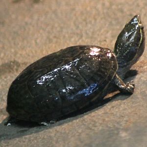 Turtle ID