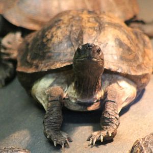 Turtle ID