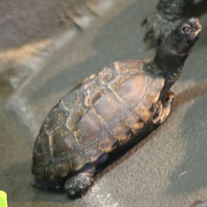 Turtle ID