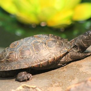Turtle ID