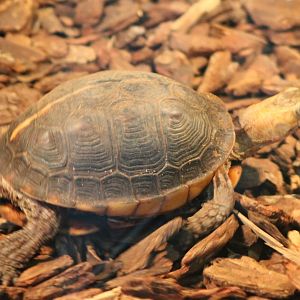 Turtle ID