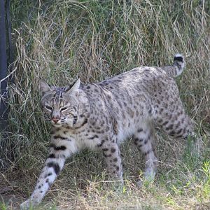 Bobcat