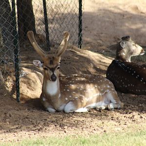 Chital Deer