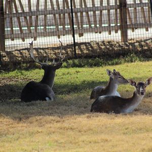 Black Fallow Deer