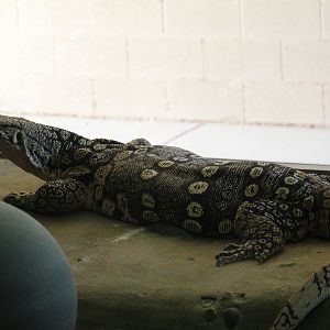 Asian Water Monitor