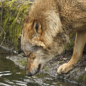 Iberian wolf
